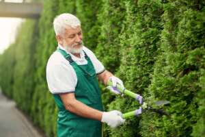 Side view of senior man wearing green uniform and white gloves cutting top of overgrown bushes with big scissors in summer day. Eldery worker with white beard taking care of garden plants.