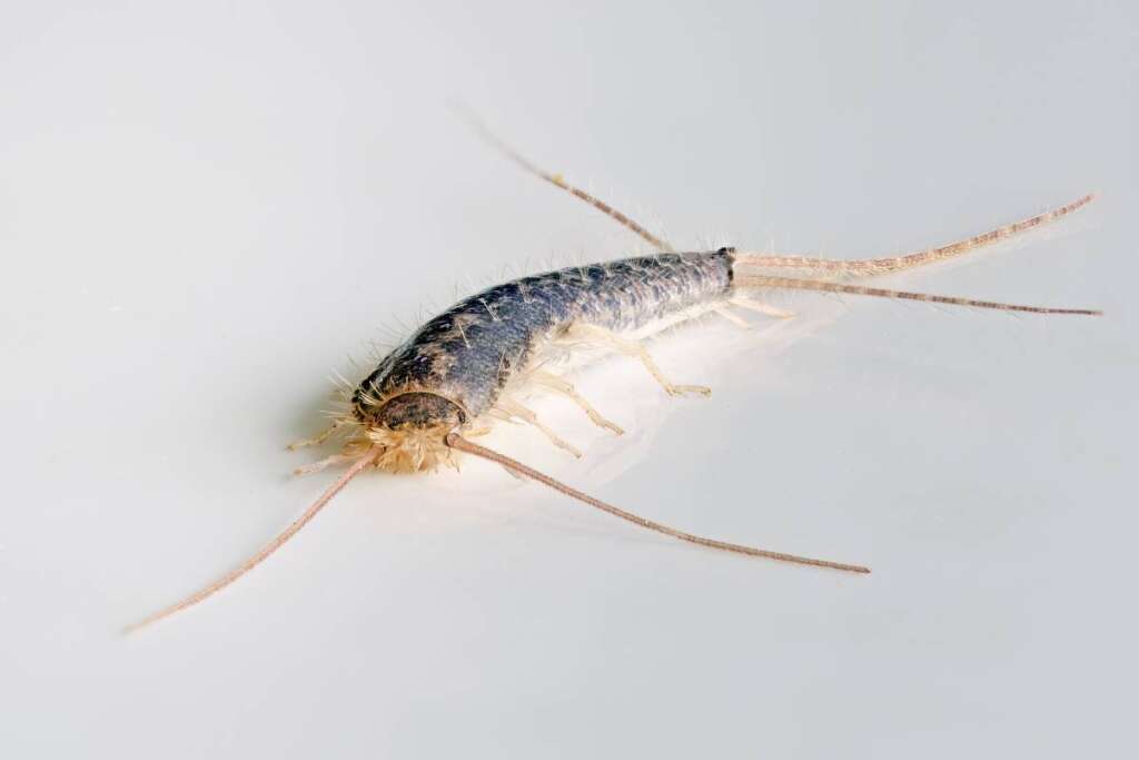 Macro photo of a Gray silverfish (Ctenolepisma longicaudatum) on a white background