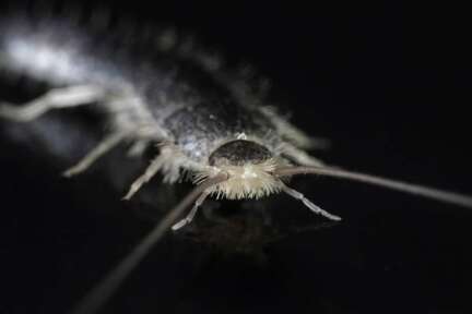 Should You Be Worried If You See Silverfish in Your House?