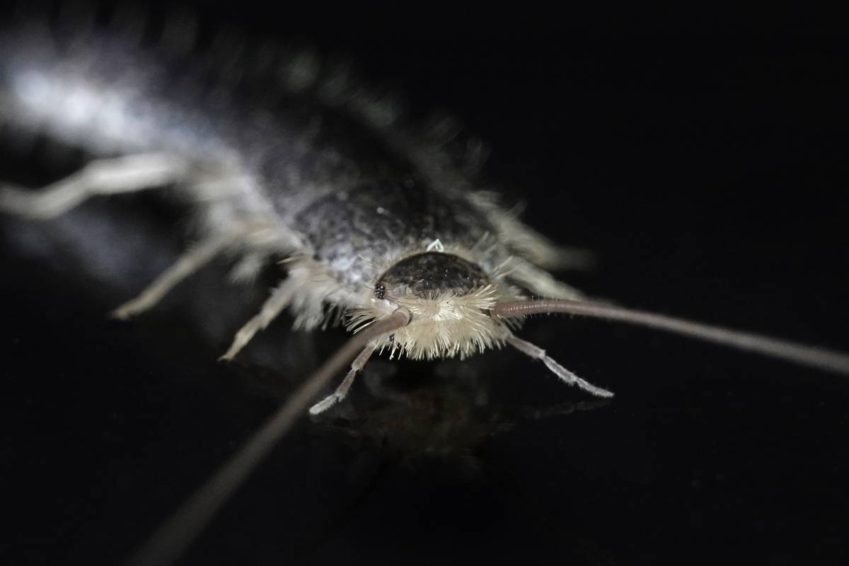 Macro photo of a Silverfish (Lepisma saccharina) on a black studio background