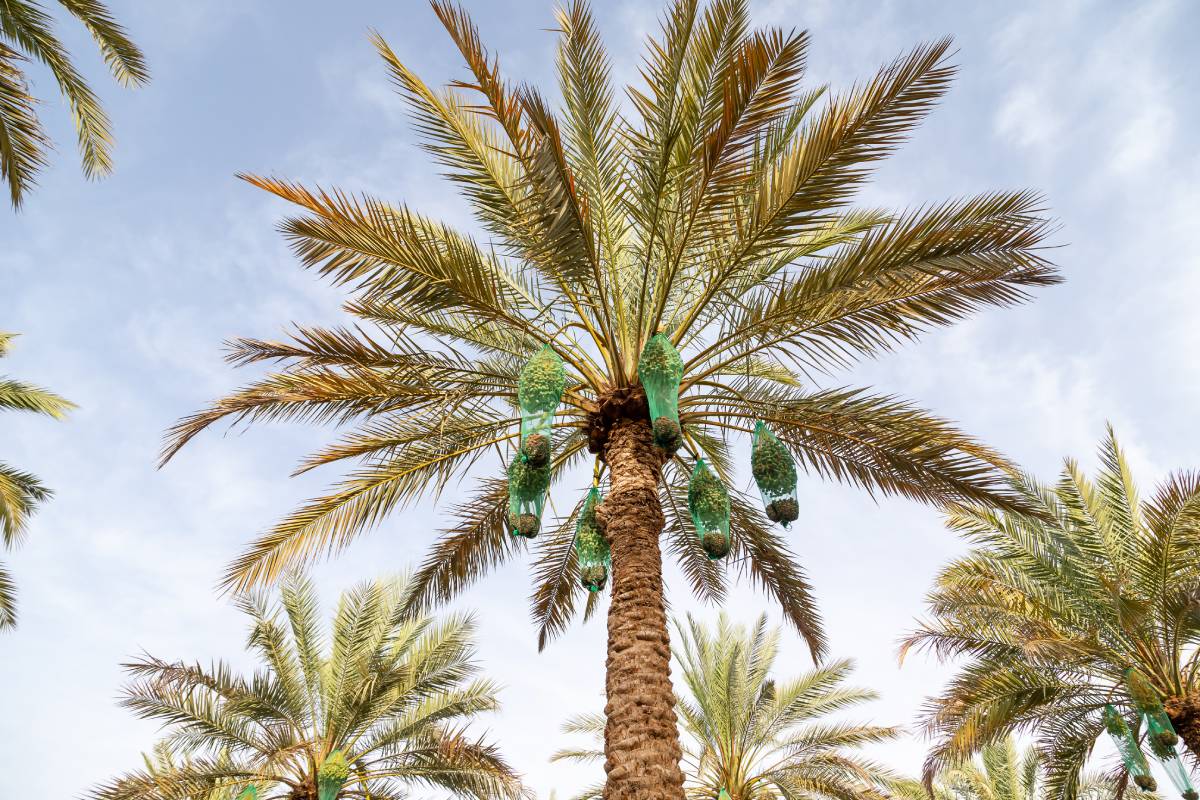 unripe-dates-on-a-tall-palm-tree-in-al-ain-oasis-2023-11-27-05-27-46-utc (1)