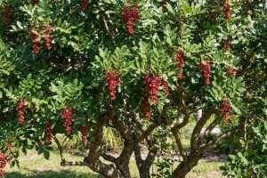 Brazilian Pepper Tree