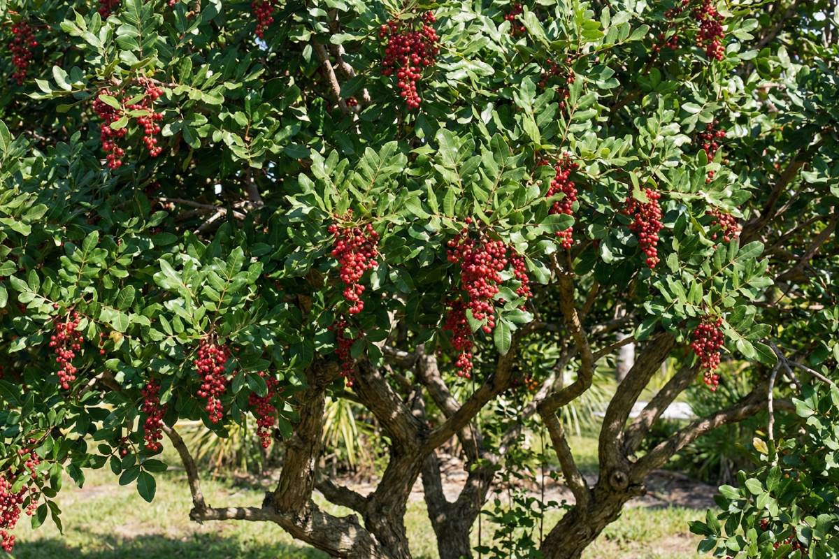Brazilian Pepper Tree
