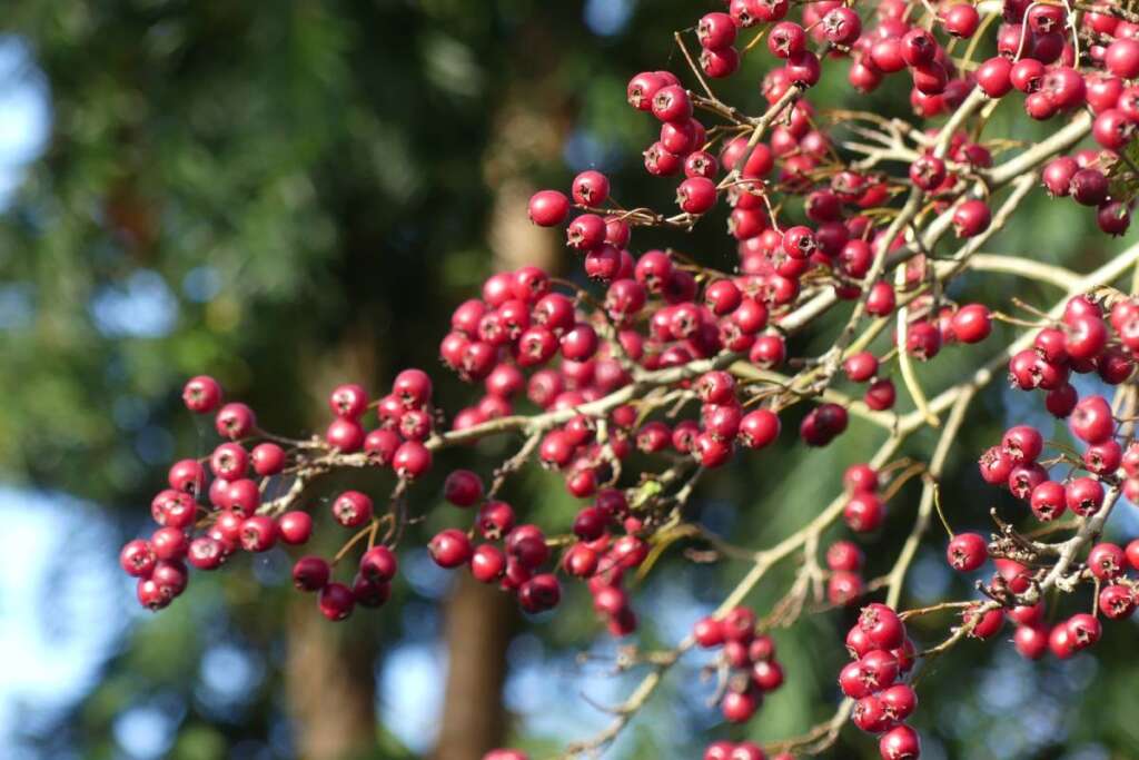Close-up of vibrant red berries on a branch with a blurred green background, capturing the essence of nature's beauty.